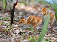 A1G6224c  Sandhill Crane (Antigone canadensis) - pair with 4-day-old colts